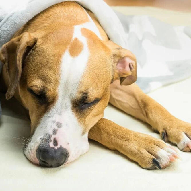 How did my dog know to get off my bed before vomiting?