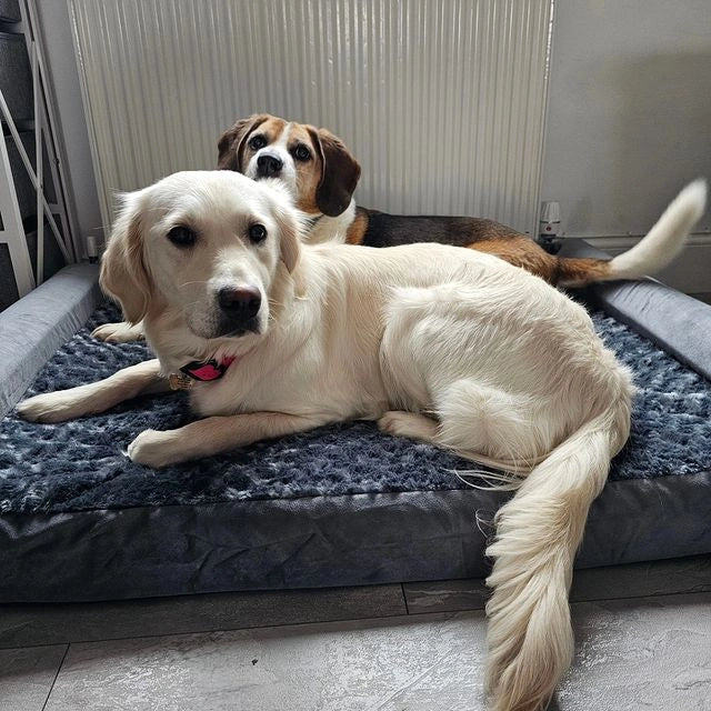 How to Choose the Perfect Large Dog Bed for Your Furry Friend
