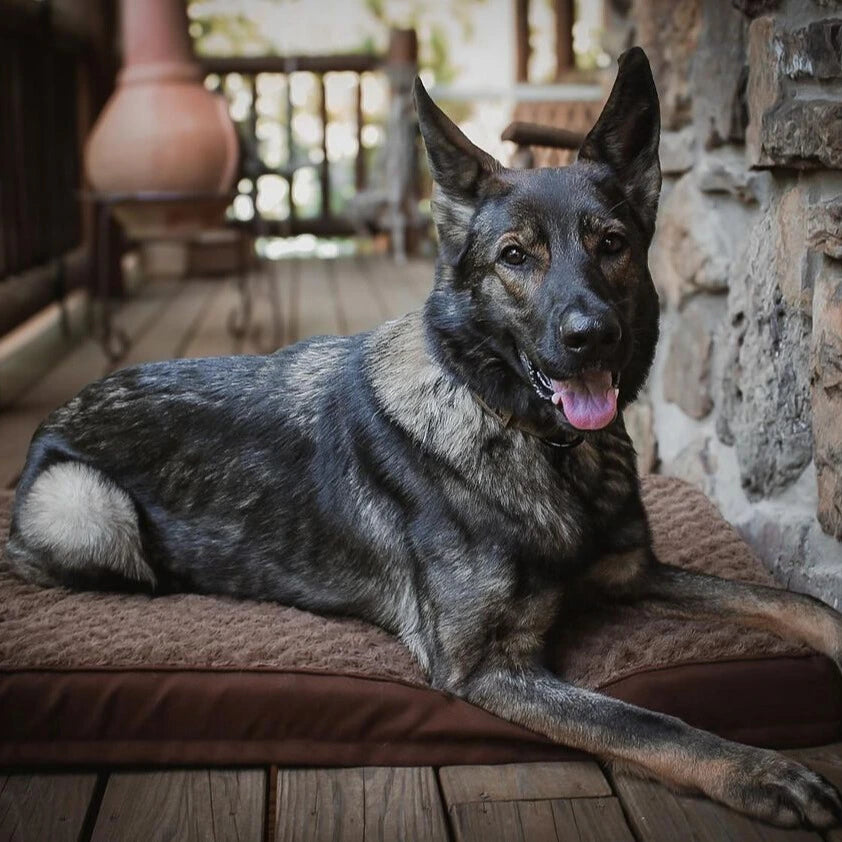 Protecting Your Furry Friend