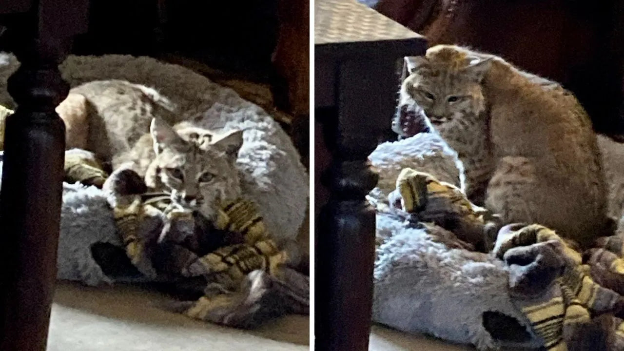 Arizona Bobcat in Dog Bed