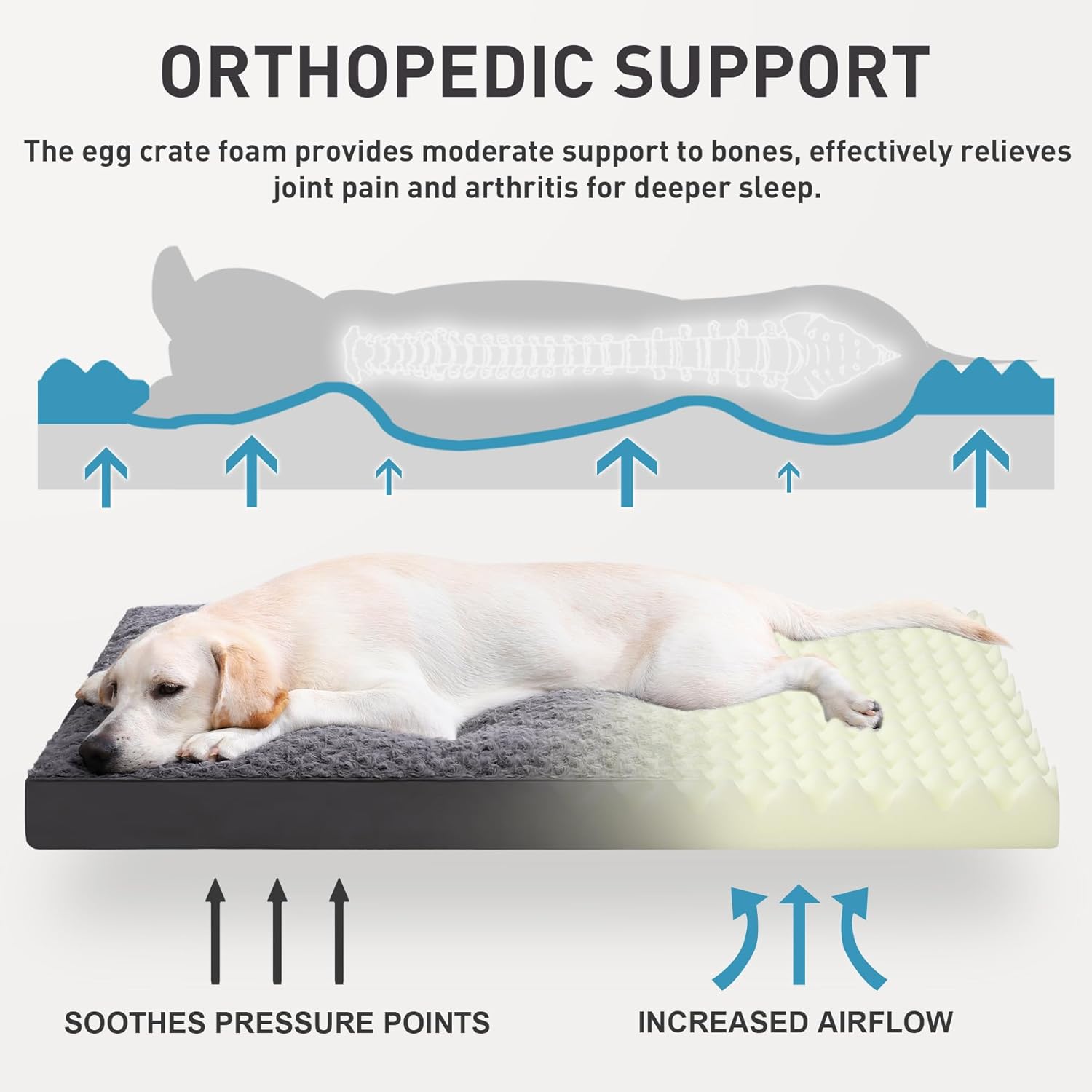 orthopedic dog bed