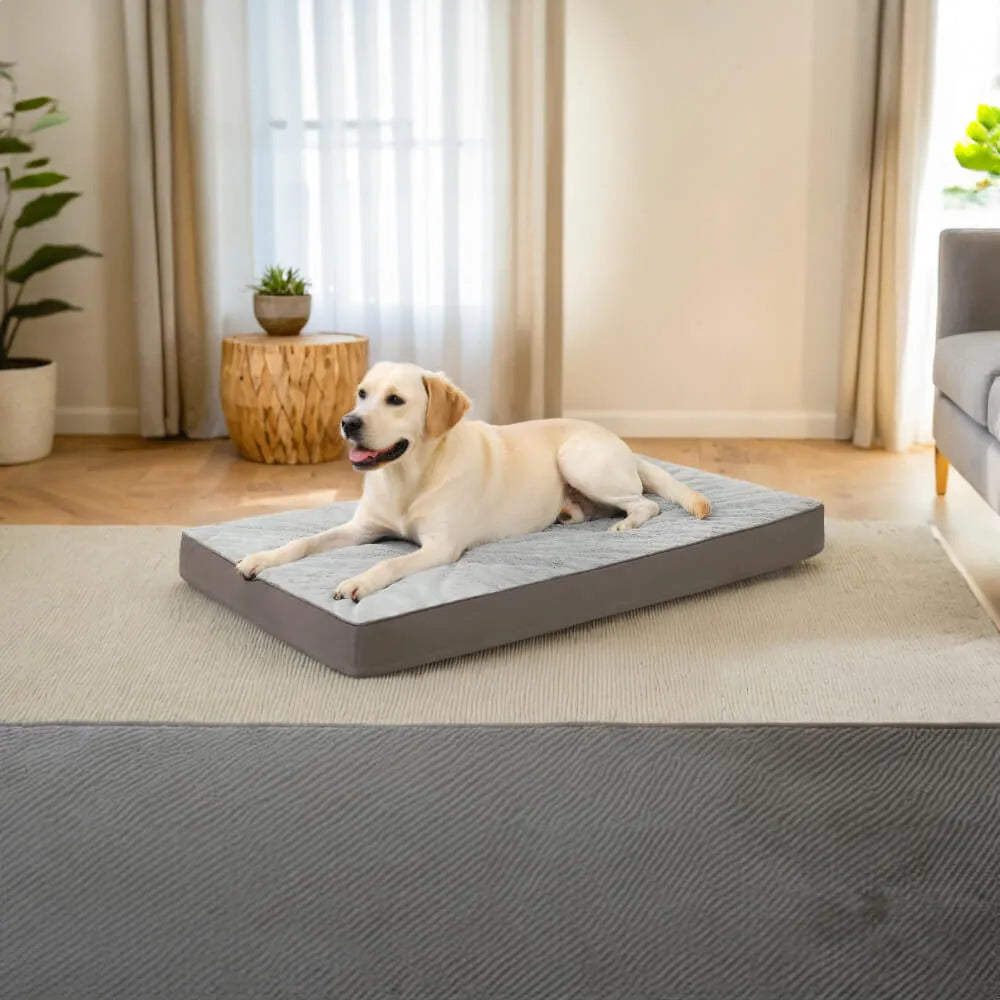 orthopedic dog bed