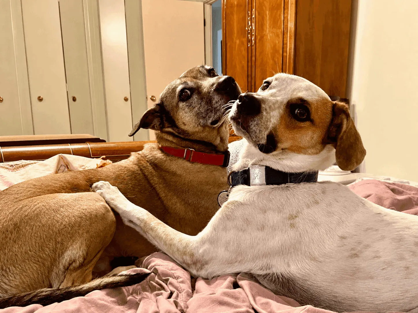 Are there any risks associated with having two dogs sleep in the same bed?