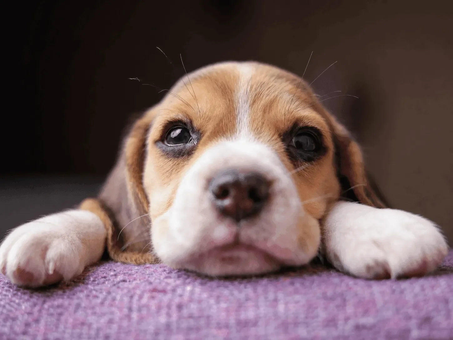 Can letting my dog sleep on my bed cause acne?