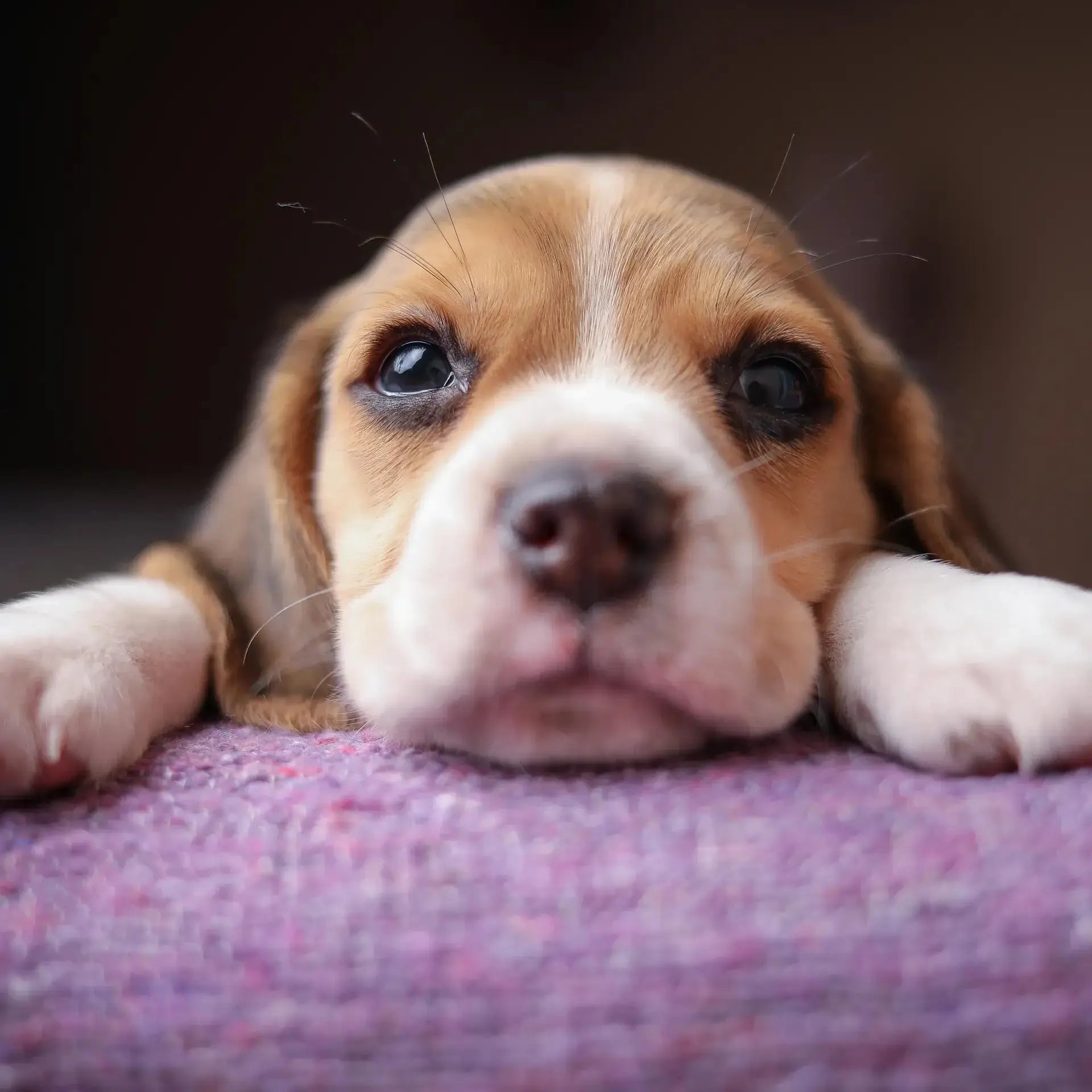 Can letting my dog sleep on my bed cause acne?