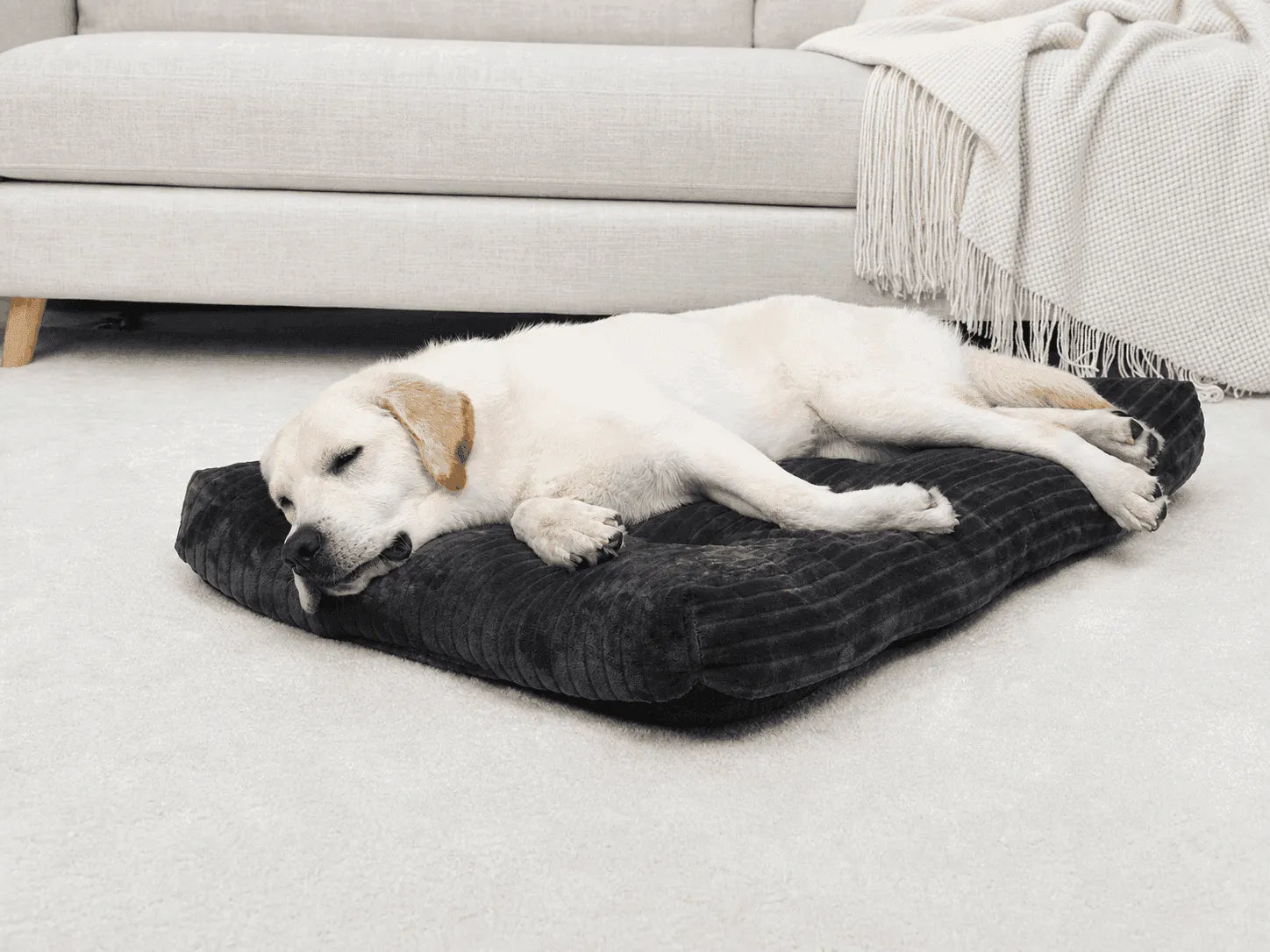 Can a dog that sheds a lot sleep on your bed instead of the floor like other pets (cat)?