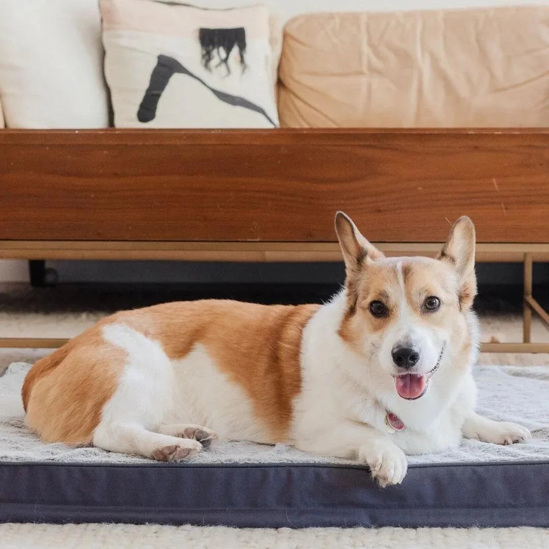 Can a dog with fleas sleep in my bed ?