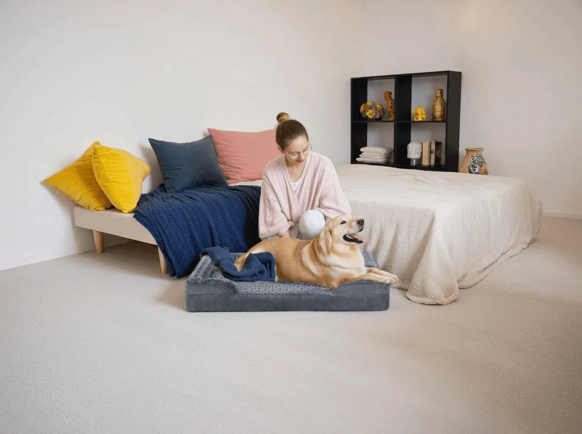 Can Dogs Sleep on Couches and Beds? Pros and Cons