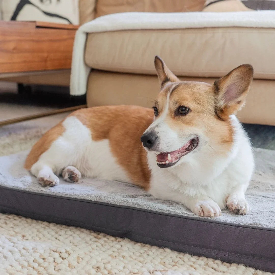 Can foam dog beds be washed in the washing machine?