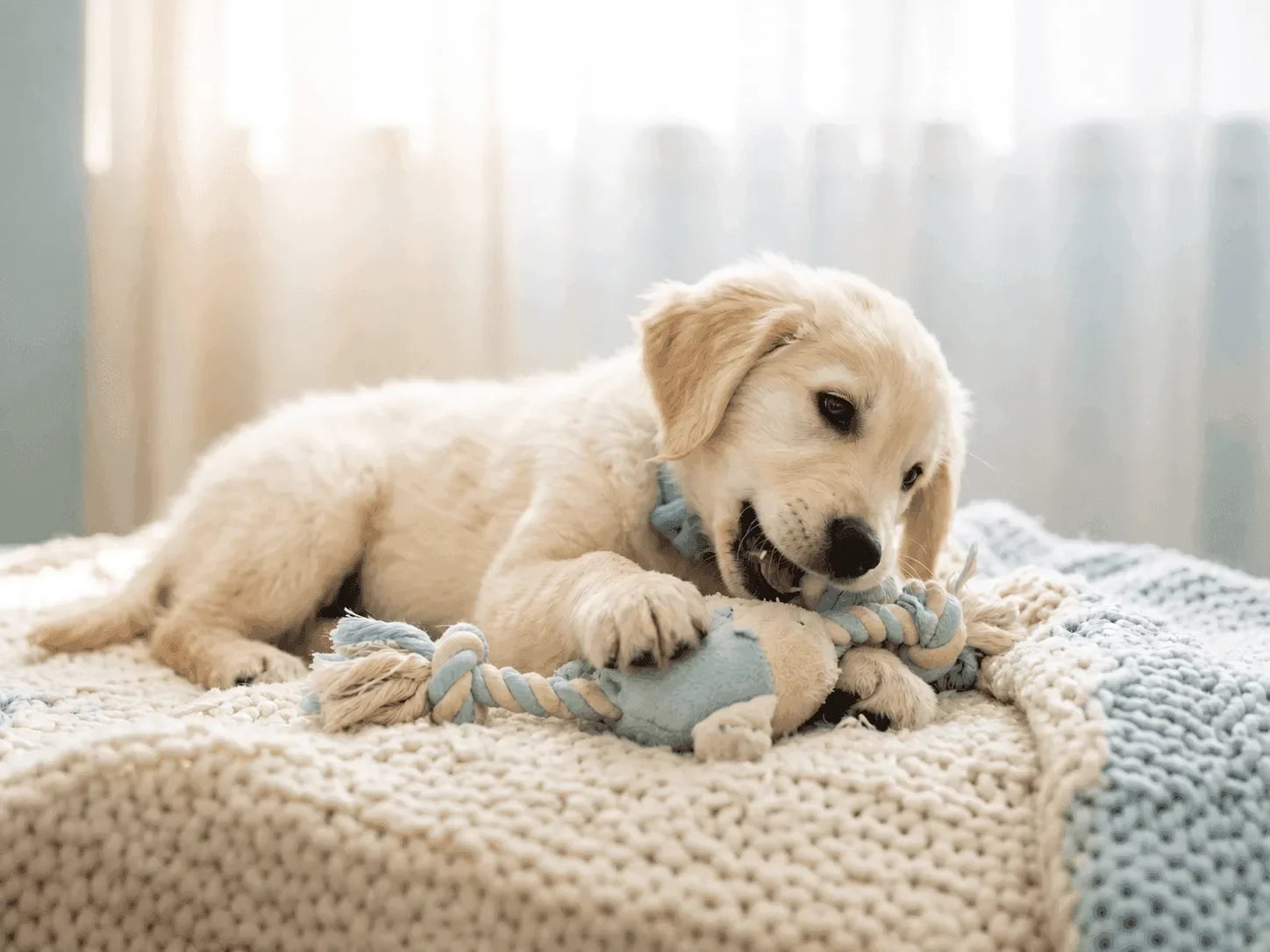 Can you get sick from your dog sleeping in your bed?