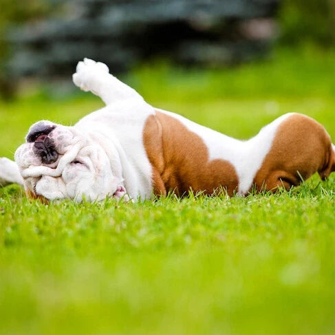 How to get rid of fleas from dog bed ?