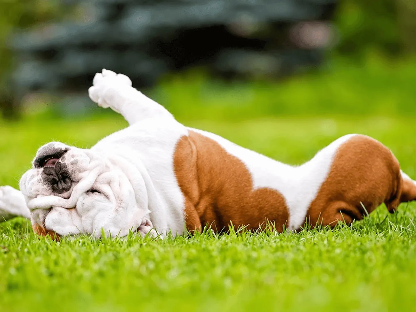 How to get rid of fleas from dog bed ? Vet-Approved Steps