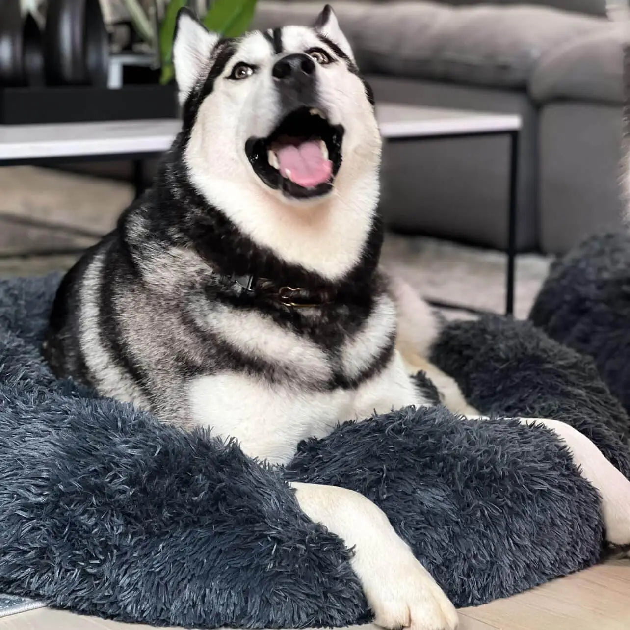 Can i crate my dog for 12 hours shop