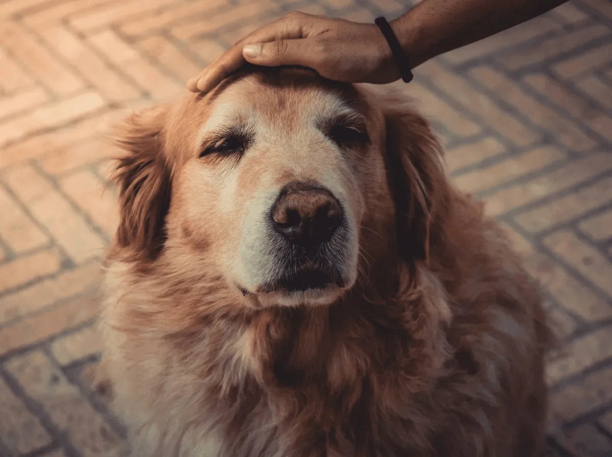 Supporting Your Senior Dog: Why an Orthopedic Bed is Essential for Aging Paws