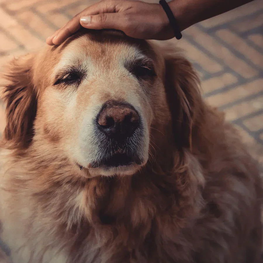 Supporting Your Senior Dog: Why an Orthopedic Bed is Essential for Aging Paws