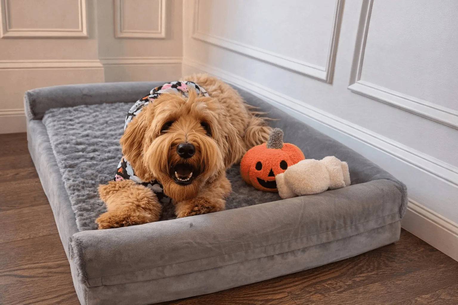 Tips for Maintaining Waterproof Dog Beds
