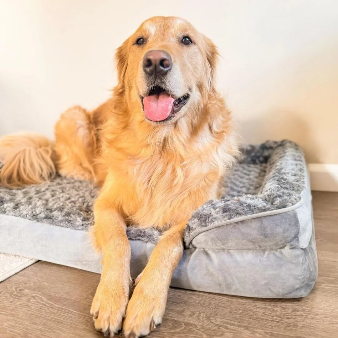 Waterproof vs. Water-Resistant Dog Beds
