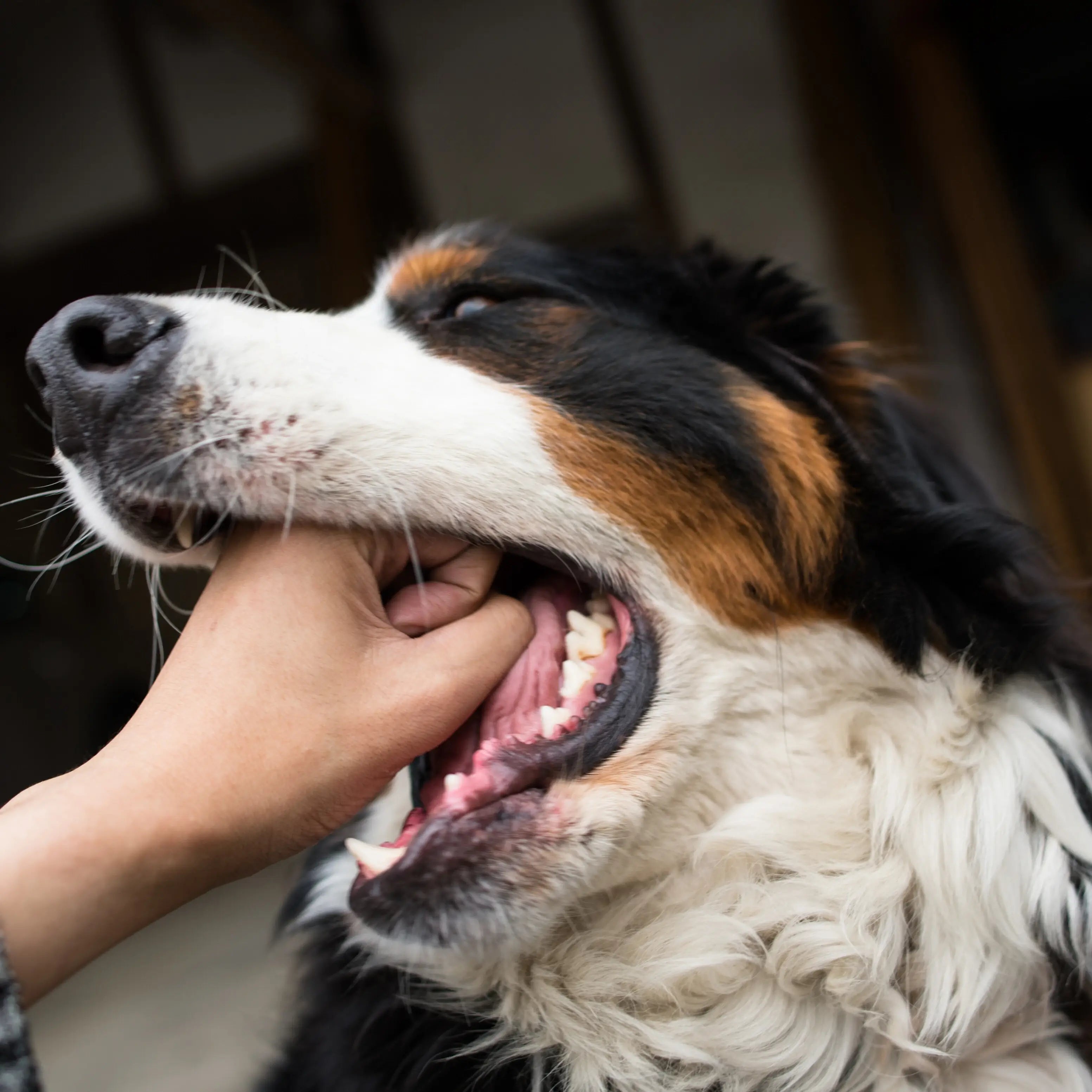 What dogs have the softest bite?