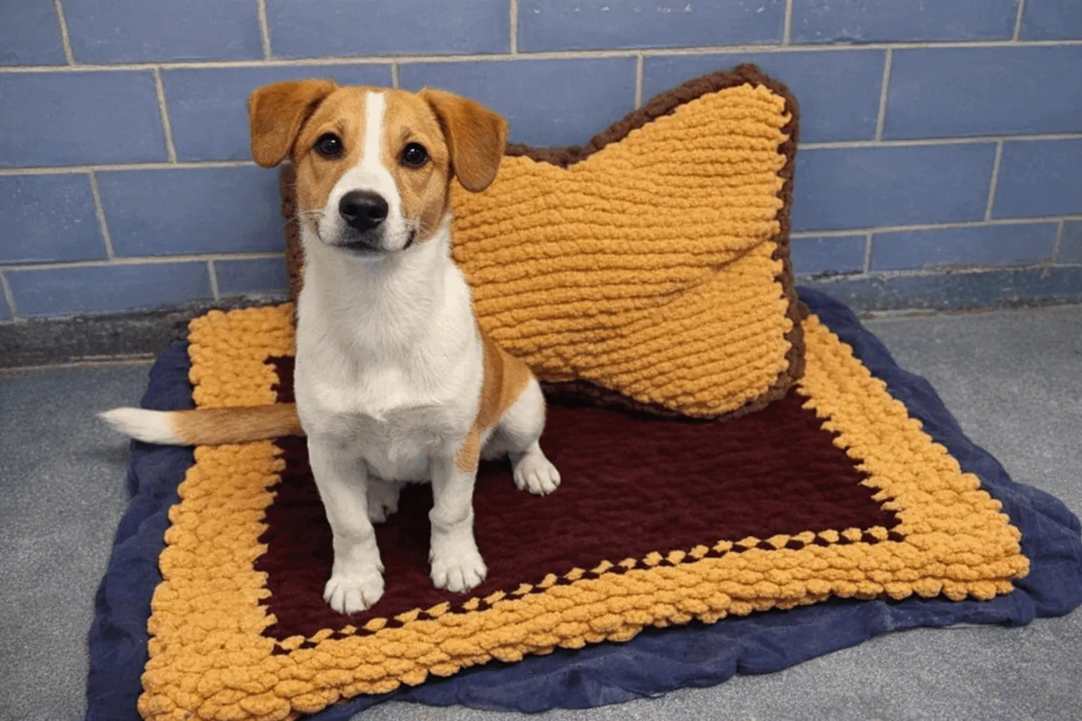 Where to donate used dog beds near me ?