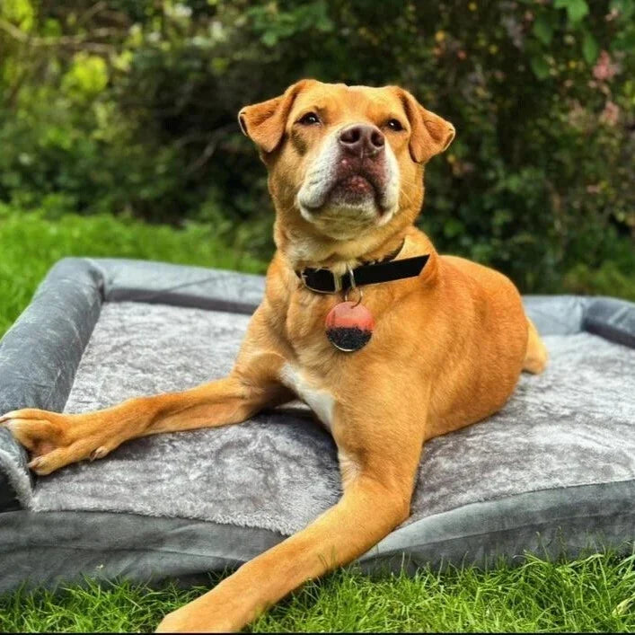 Who invented dog beds?