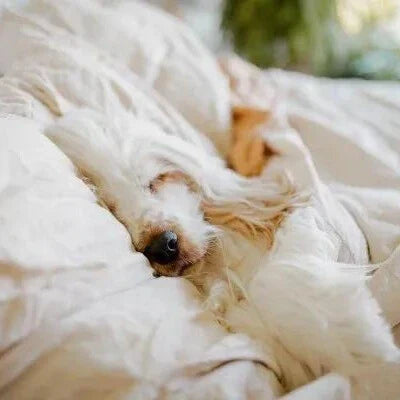 Why do dogs like to sleep on the bed？