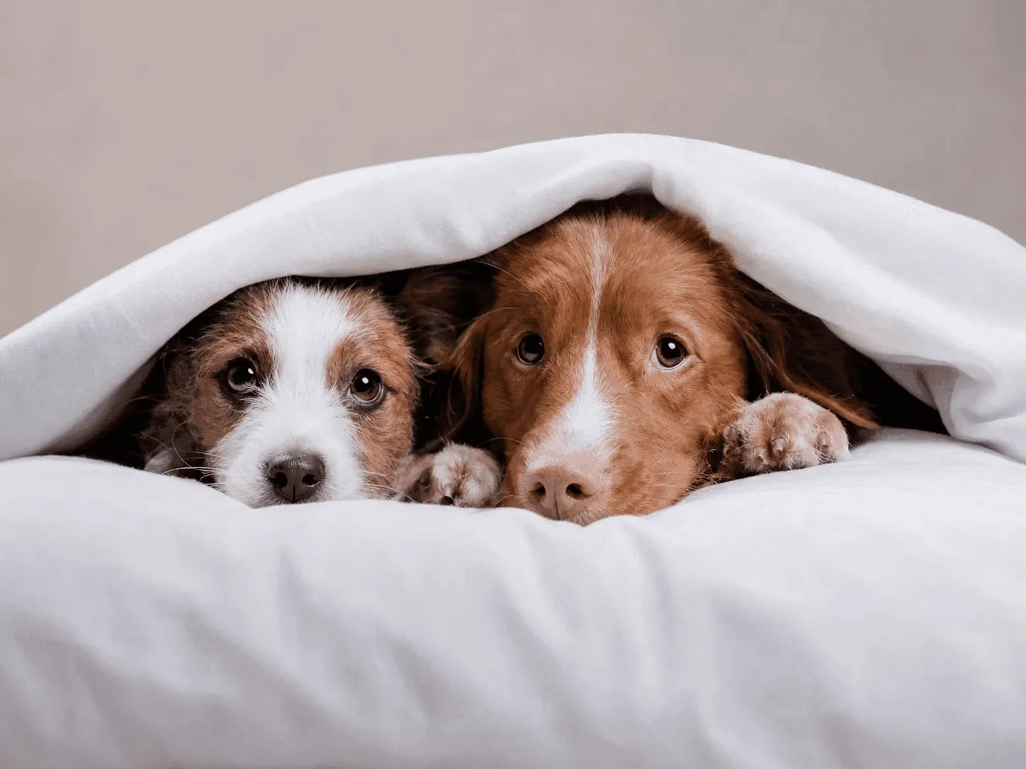Why Is My Dog Shaking in Bed?