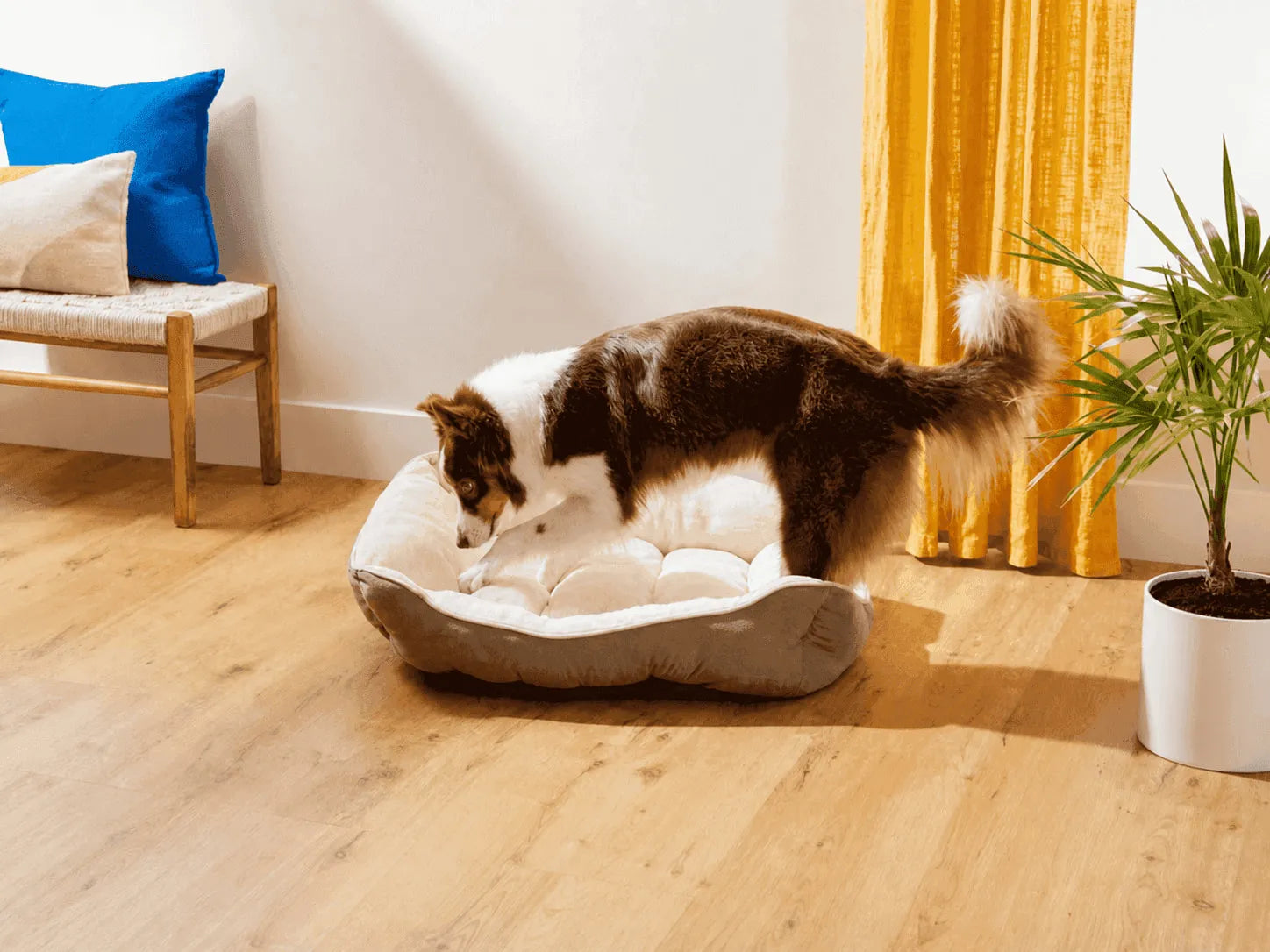 Why do dogs dig in bed ?