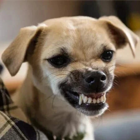 Why does my dog keep hissing?