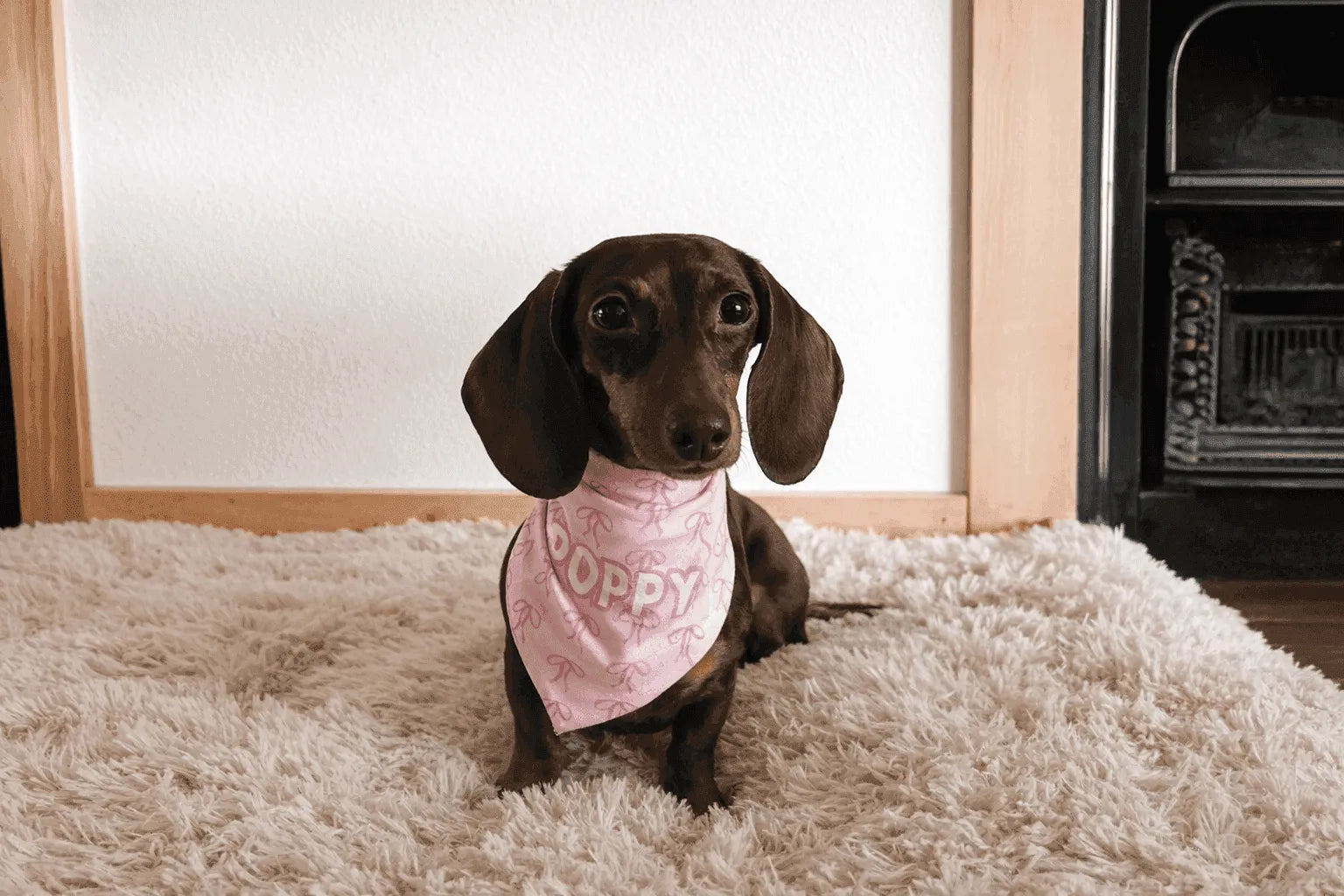 Will Washing My Dog's Bed Kill Fleas? What Actually Works