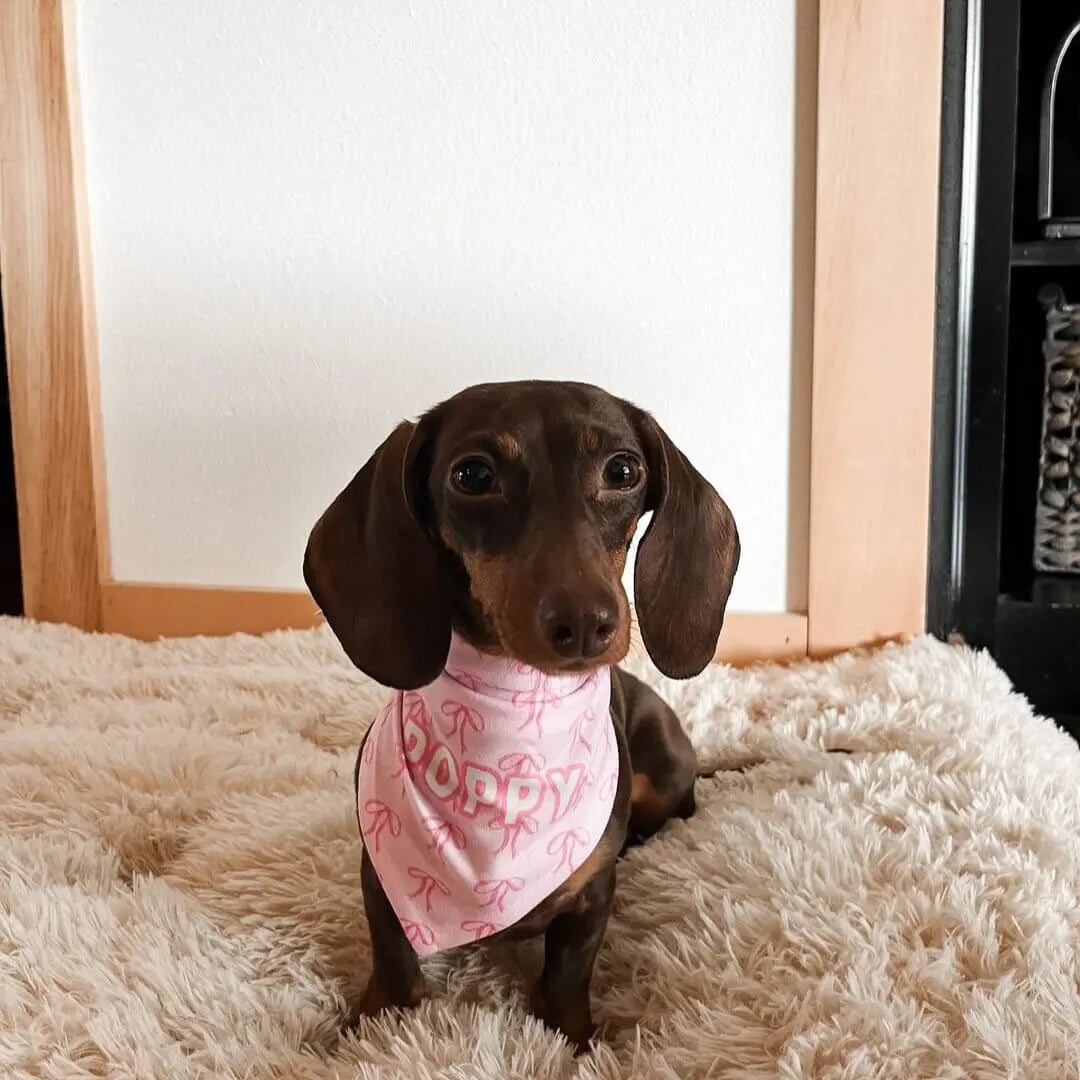 Will Washing My Dog's Bed Kill Fleas? What Actually Works