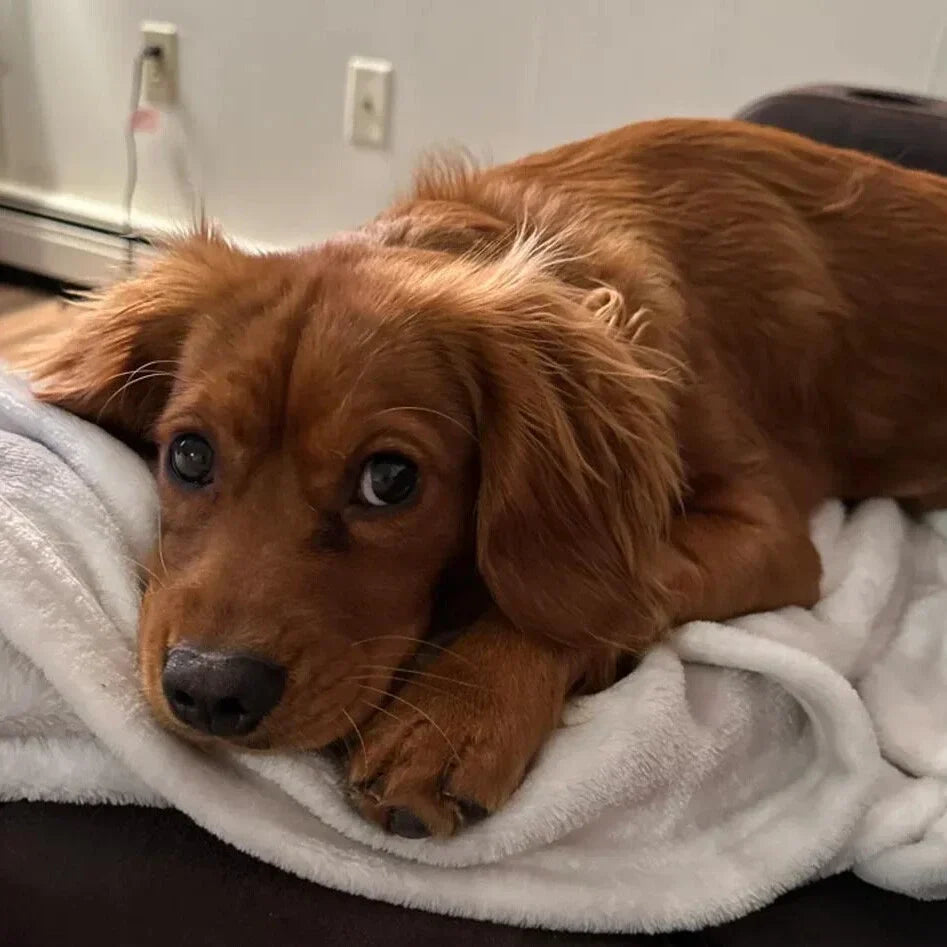 Would my dog poop on my bed？