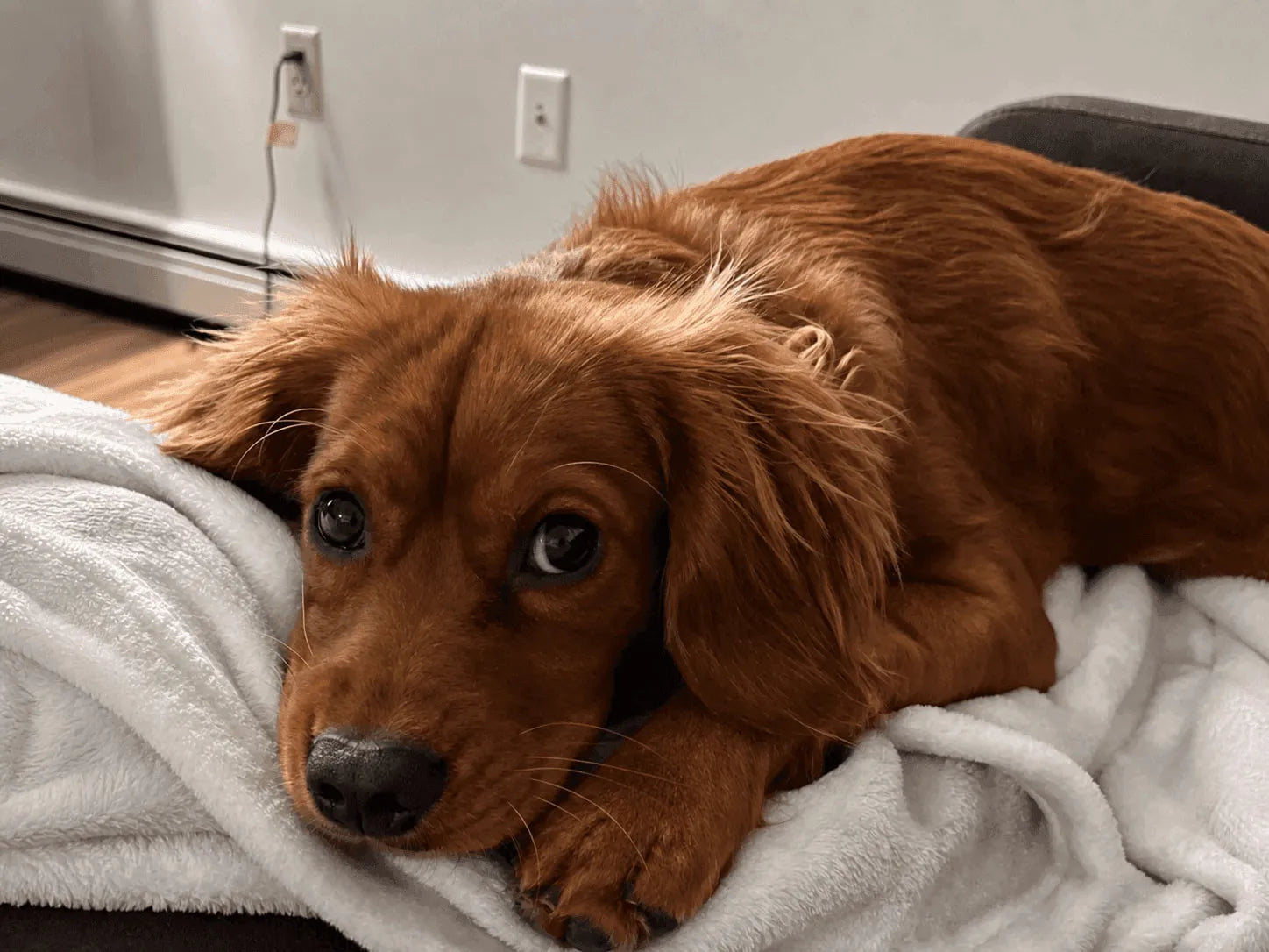 Would my dog poop on my bed？
