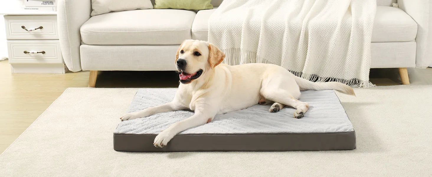 orthopedic dog bed