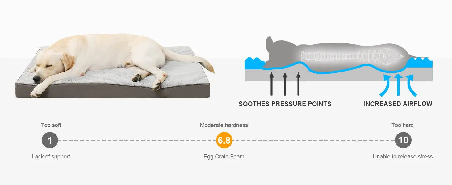 orthopedic dog bed